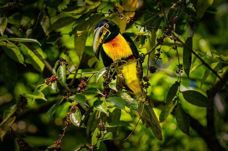 013 Tortuguero, halsbandarassari.jpg